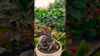 Ginseng ficus bonsai ginsengficus ficusbonsai bonsai bonsaitree bonsailife shorts video [upl. by Enenej]