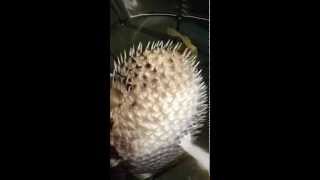 Porcupine Puffer blows up at Aquarium Illusions Edmonton Fish Shop [upl. by Annaigroeg]