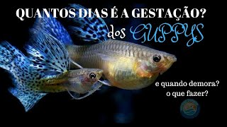 Guppy  quanto tempo demora a gestação dos lebistes O que fazer quando demora [upl. by Aled]