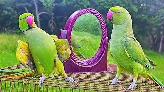 Funny Parrot Talking Video [upl. by Wolford]