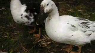 Ancona Ducks eating Snails [upl. by Schoenberg]