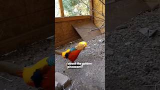 The Golden Pheasant  Such an underrated Species birdtrend goldenpheasant ytshorts exoticbirds [upl. by Oicinoid]