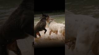 pitbull vs rottweiler real fight  pitbull vs rottweiler comparison foryou pitbull rottweilerdog [upl. by Asiruam291]