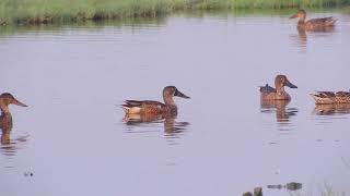 Northern Shoveler at Nandur Madhyameshwar Bird Sanctury Nashik [upl. by Bianchi]