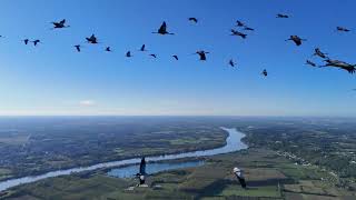 vol avec les grues cendrées magnifiques [upl. by Eelirak175]