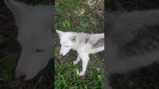 Coyote disfrazado de perro blanco busca gallinas [upl. by Llenra]