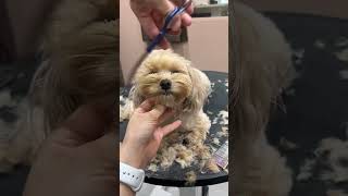 MALTIPOO FULL FACELIFT VIDEO AND GROOMING 🐶🐾🌟cutedog dog puppy shortsvideo care [upl. by Htenek]