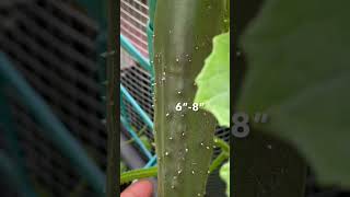 First cucumber of the Season 2023  Marketmore 76  Let’s Eat  OCDish Chick zone7a gardening [upl. by Ennaegroeg]