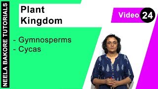 Plant Kingdom  NEET  Gymnosperms  Cycas  Neela Bakore Tutorials [upl. by Ariamat]