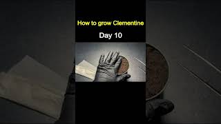 How to Grow Clementine from StoreBought Clementine 🍊 [upl. by Asiuol]