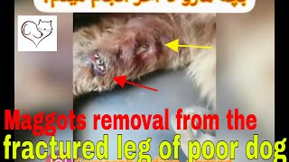 Maggots removal from the fractured leg of poor dog [upl. by Enybor]