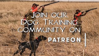 Dog Training Community on Patreon [upl. by Naomi]