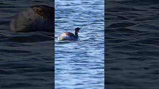 distant footage of a black necked grebe seen at longham lakes in Dorset shorts birds wildlife [upl. by Toddie]