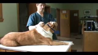 How to Use a Fabric Muzzle on a Dog  Stratford Career Institute Vet Assistant Program [upl. by Iinde980]