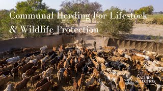 A Longer Look at Communal Herding for Livestock and Wildlife Protection [upl. by Thormora599]