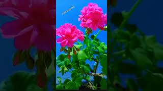 Pretty flowers amazingflowers naturalflowers shortvedio viral vedio [upl. by Bollinger196]