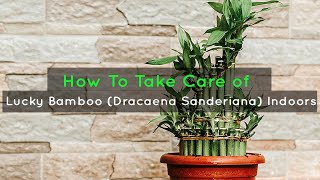 How To Take Care of Lucky Bamboo Dracaena Sanderiana Indoors [upl. by Aliek]