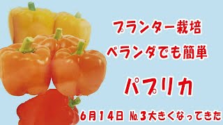 パプリカ【カーマインサマー】【ハニーベル】【マーマレード】No3大きくなってきたベランダでも簡単 家庭菜園 2024年6月14日 [upl. by Demetra]