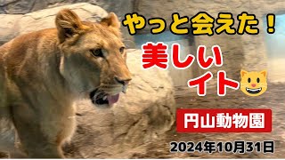 【円山動物園】イト🐱想像以上に美しすぎた😍～20241031～ [upl. by Reba]