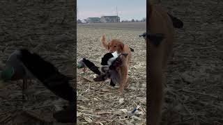 Golden Retriever Carrying a Goose goosehunting goldenretriever fyp waterfowl [upl. by Broddy]