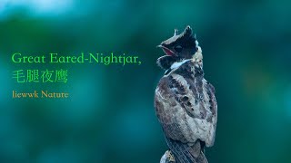 quotbatmanquot calling loud  Great EaredNightjar  毛腿夜鹰 4k recording [upl. by Fabri]