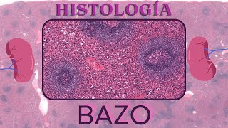 Histología de Bazo [upl. by Artapoelc]