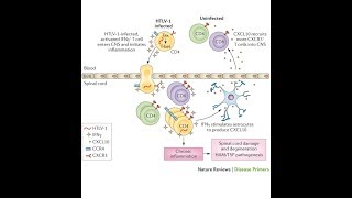 INFECTOLOGÍA Agentes etiológicos causantes de infecciones en humanos [upl. by Yeltnarb972]