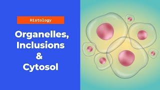 Histology 1 Cytoplasmic Organelles Inclusions and Cytosol [upl. by Noyad]