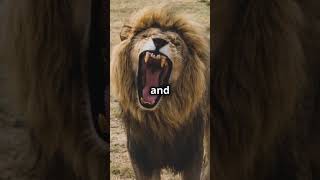 Why do lions roar so loud animals wildlife shorts [upl. by Rasaec]