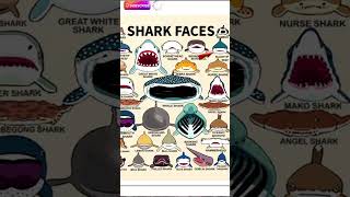 SHARK FACES  BLACKTIP REEF part17 shark capcut ivedofficial blacktipreefshark shortvideo [upl. by Dupuy]