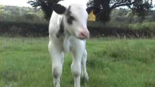 Holstein cow with Belgian Blue calf [upl. by Yun]