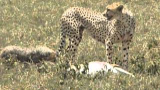 Thomsons Gazelle Kill by Cheetah [upl. by Lundquist155]