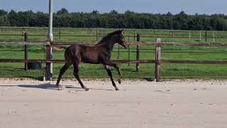 Tinkerbell SA Filly by Ferguson out of an Apache sport prok mare [upl. by Zellner]