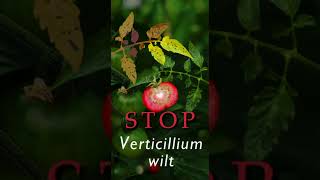 Kill Destroy Combat Prevent Fix Verticillium Wilt Shorts [upl. by Dowd]