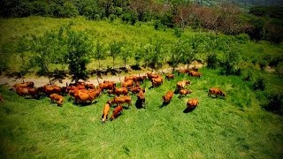 Cómo Construir una Empresa Ganadera Rentable  TvAgro por Juan Gonzalo Angel [upl. by Fatma803]