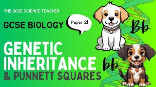 GCSE Biology Inheritance Monohybrid Crosses amp Punnett Squares [upl. by Scotney560]