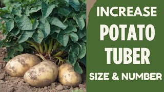 Increase Potato Tuber Size With These Fertilizers [upl. by Johnny]