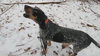 Bluetick Coonhound Howling [upl. by Aicnorev745]