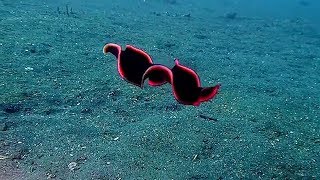 Shiny Red Flatworm Swims Through Ocean [upl. by Hodges]