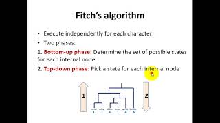 Character Based Methods Small parsimony fitch method [upl. by Lenzi]