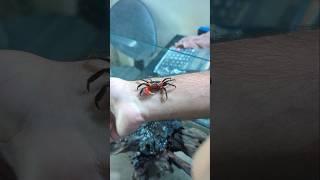 New Crabs Crew animal aquarium crab pets [upl. by Gonzalez]