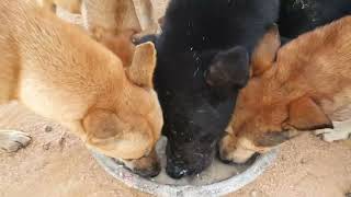 Crazy Feeding Dog Provide One Dish for many Dog [upl. by Intruoc317]