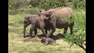 Injured Baby elephant [upl. by Connie100]