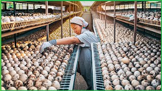 Quail Farm  How China Farmer Raised Millions Quail For MeatEggs  Quail Processing in Factory [upl. by Aissak560]