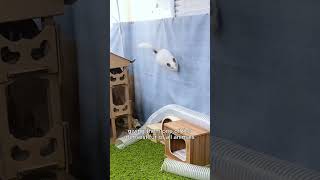 Chinchillas are actually ninjas chinchilla animalfacts [upl. by Irehj218]