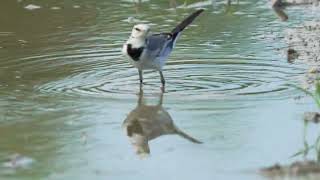 White Wagtail ocularis 白鶺鴒 [upl. by Nodnek]