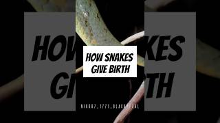 How snakes give birth [upl. by Koralle]