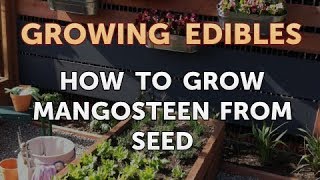 How to Grow Mangosteen From Seed [upl. by Cyrie]