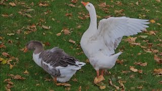 A pair of domestic geese [upl. by Ellord]