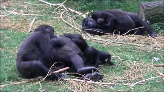 Gorillas Burgers Zoo 23 september 2013  part 13 [upl. by Ativla]